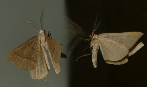 Réf. 302 520 : Scotopteryx sp.